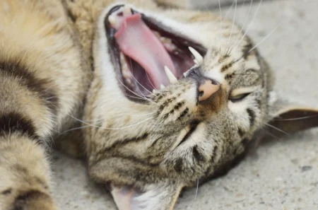 Chat perd ses dents