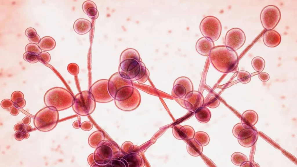 candida albicans