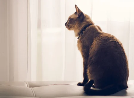 Un chat