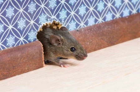 Souris qui entre dans un logement par un trou