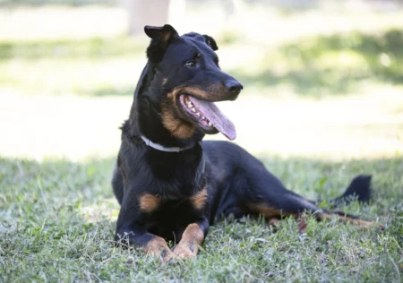 beauceron arlequin
