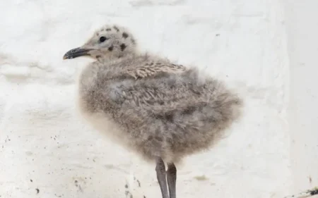 bébé mouette