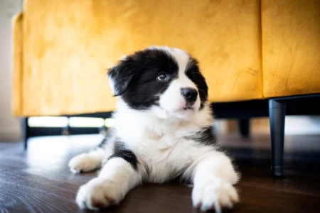 Borador