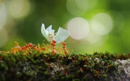 fourmis jardin