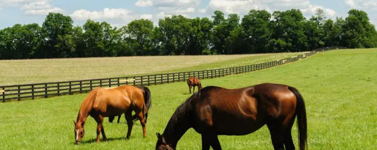 cheval le plus cher du monde