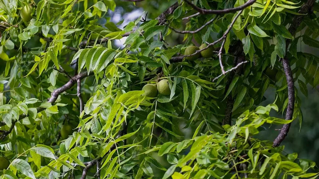 noyer juglans
