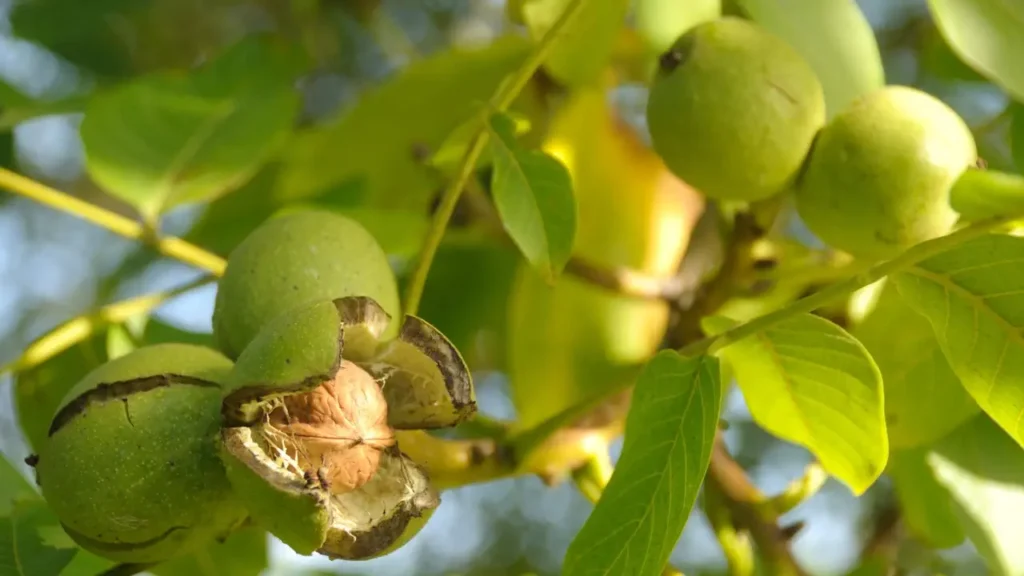 noyer juglans récolte