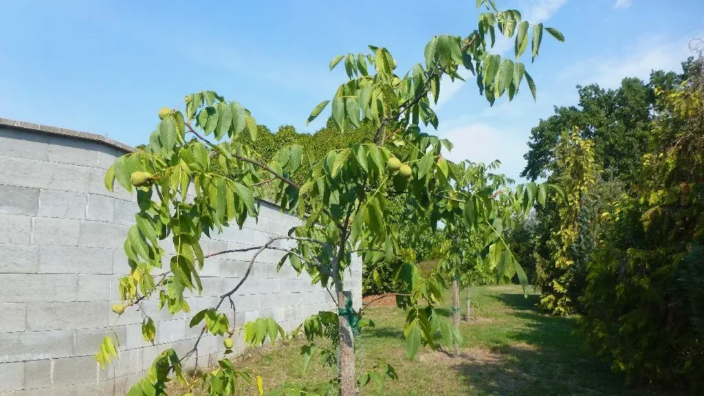 plantation noyer juglans-jardin