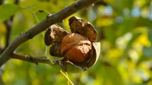 Planter un noyer (Juglans) dans son jardin : emplacement, plantation, entretien et récolte