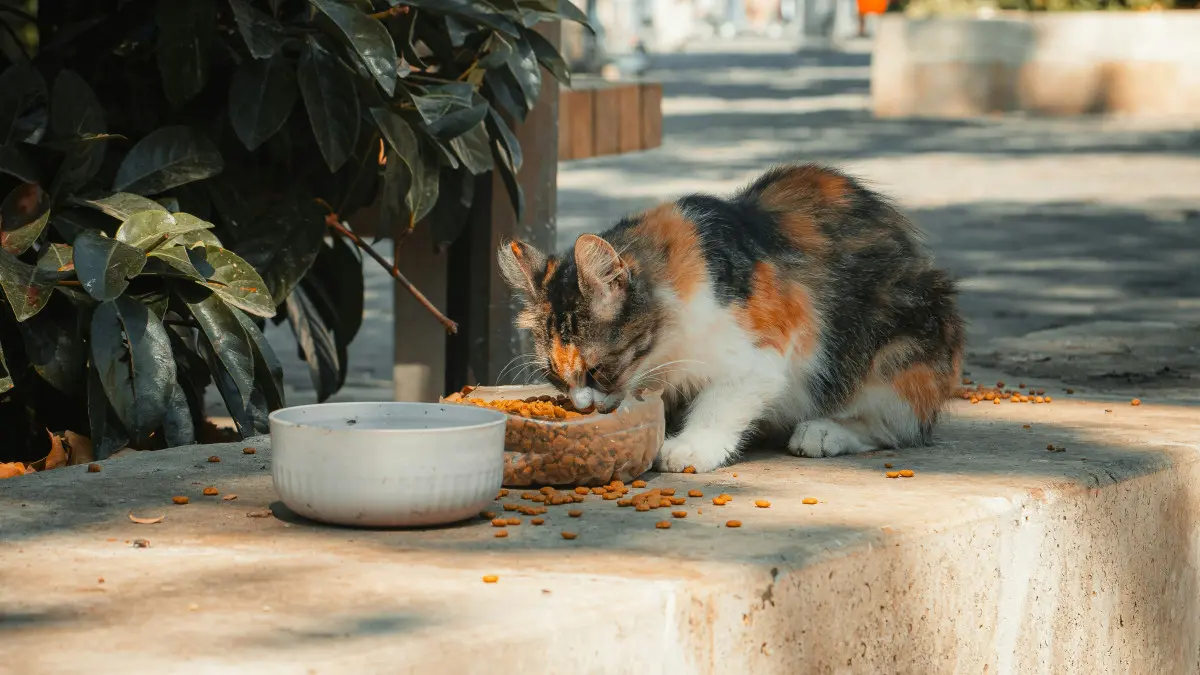 chat qui mange dans la cour