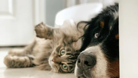 Comment la nourriture contribue au bien-être des chiens et chats ?